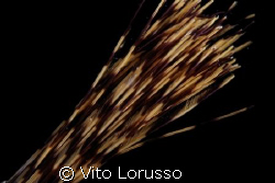 Worms - Sabella spallanzanii (detail) by Vito Lorusso 